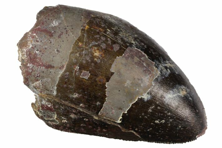 Serrated, Fossil Phytosaur Tooth - Arizona #145010